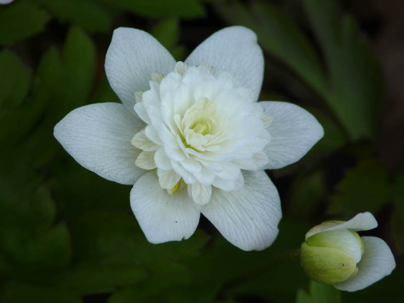 Anemone nemorosa 'Vestal'